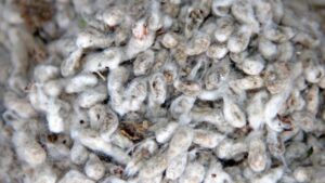 cotton-seed.142131304_std