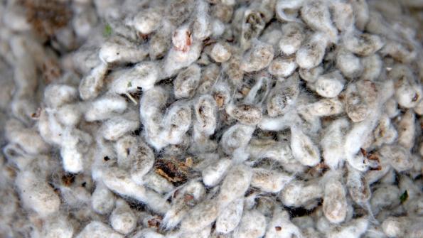 cotton-seed.142131304_std